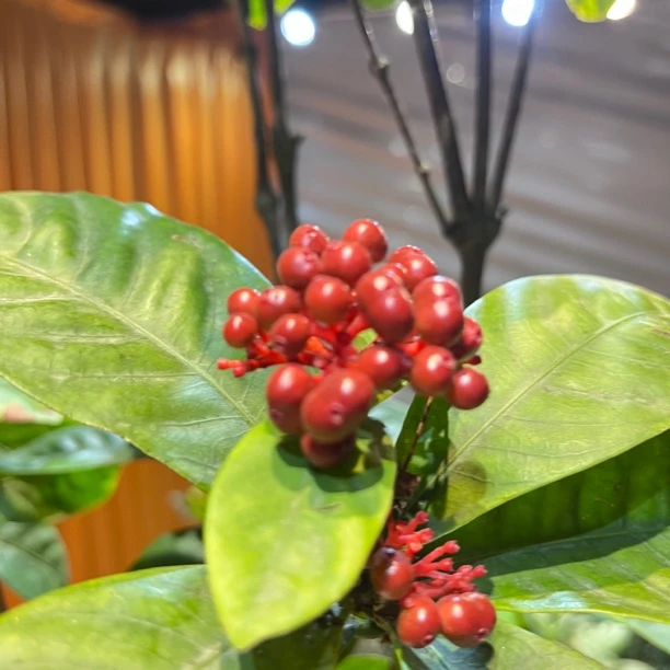 海岛龙船花（一物一拍）