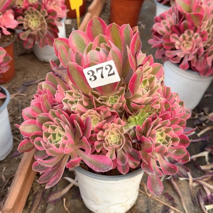 粉女巫组合法师372