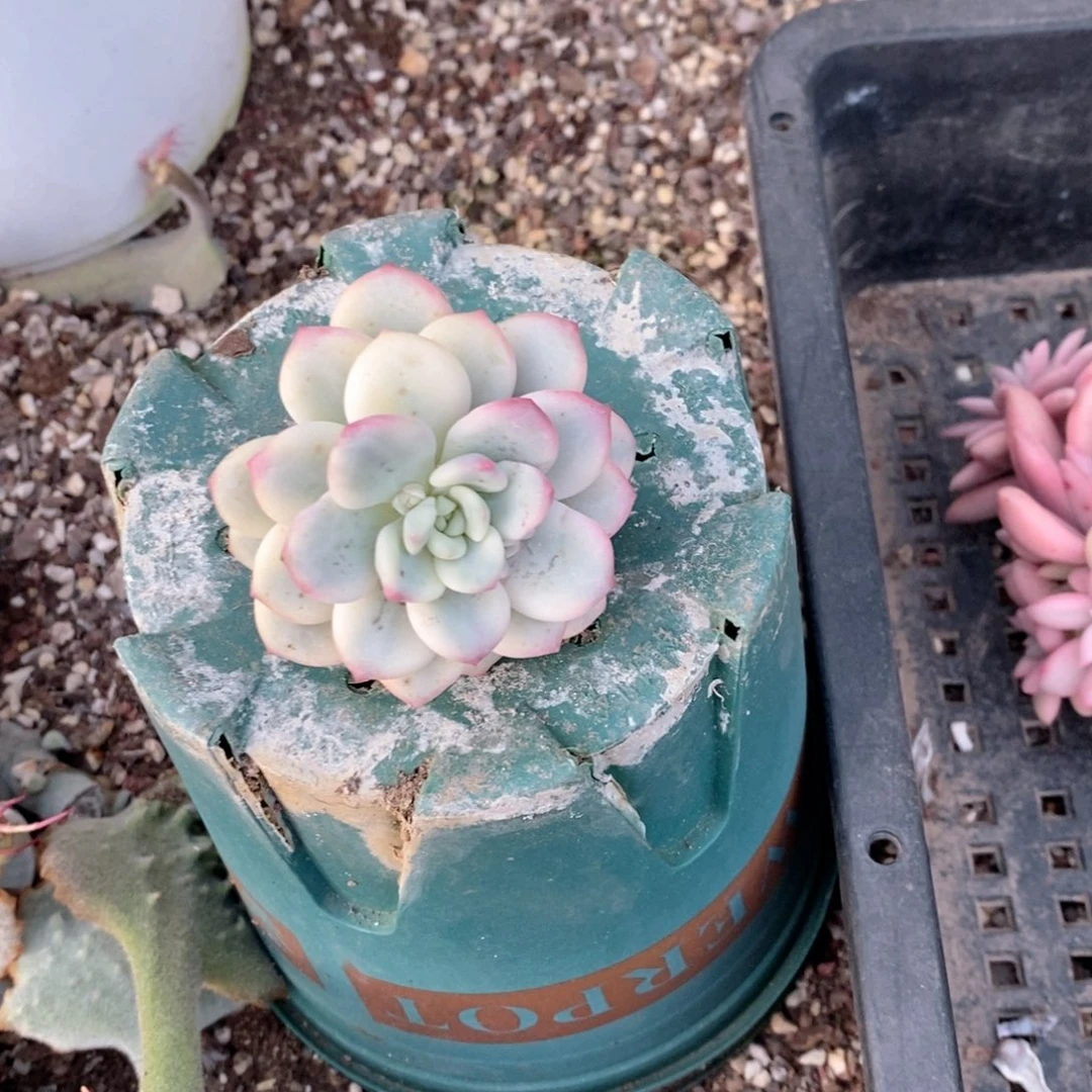 香水锦多肉植物老桩砍头