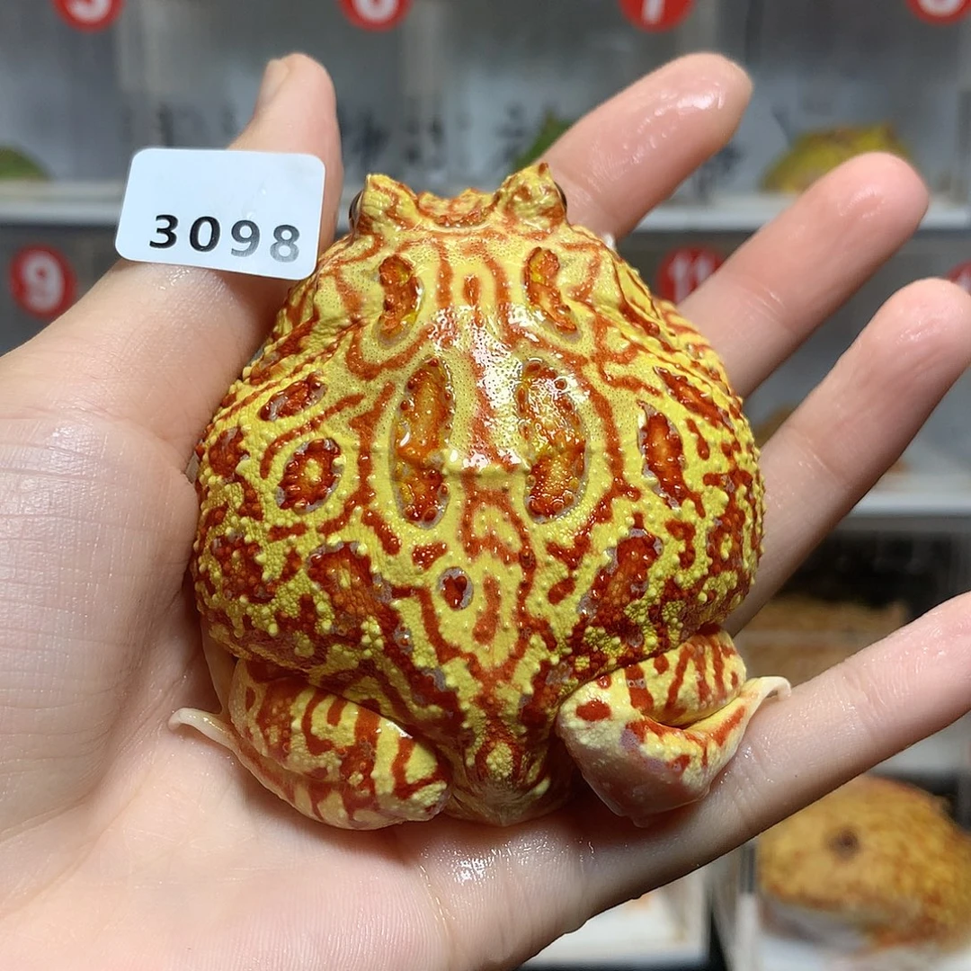 角蛙3098火龙+盒子