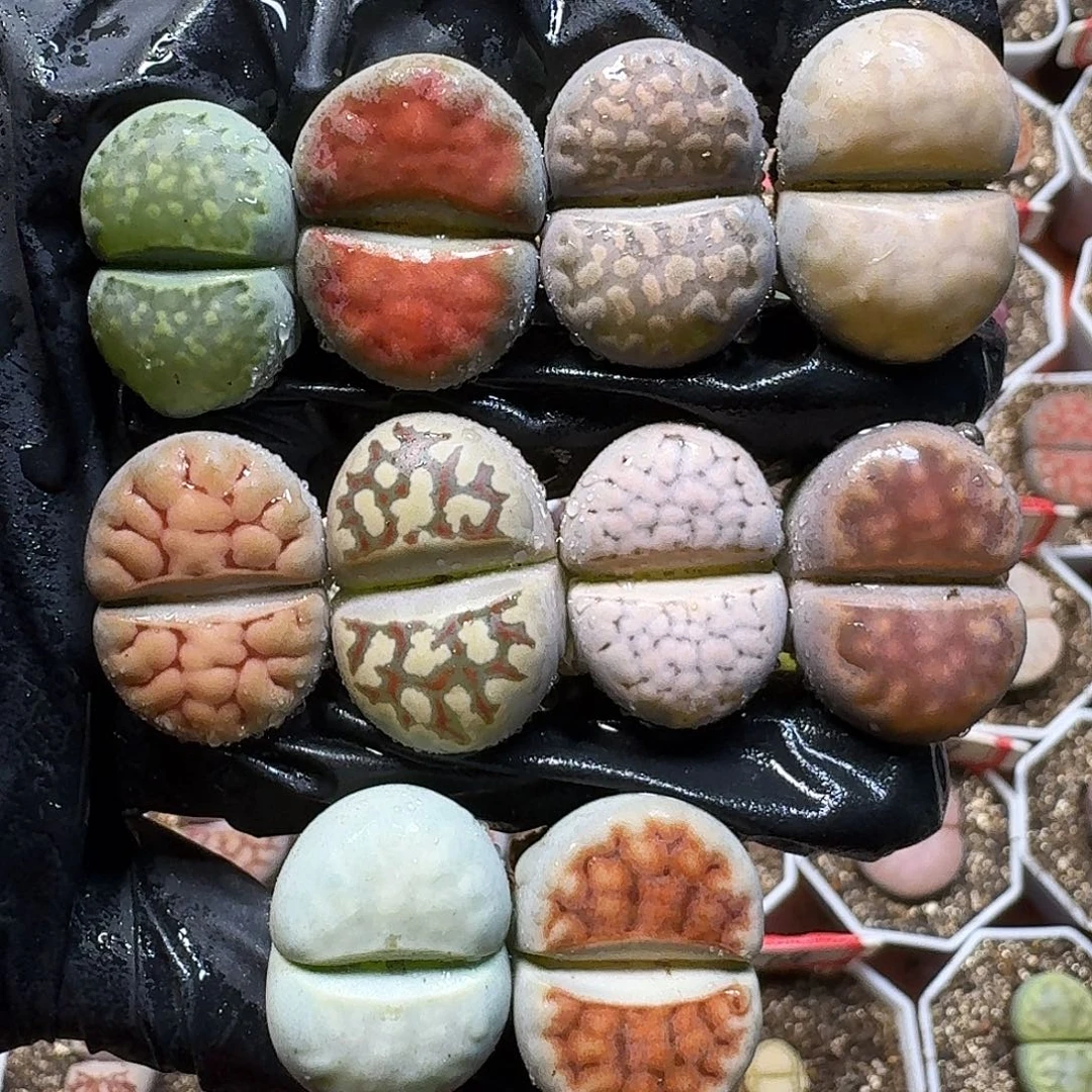 生石花1111111。   323
