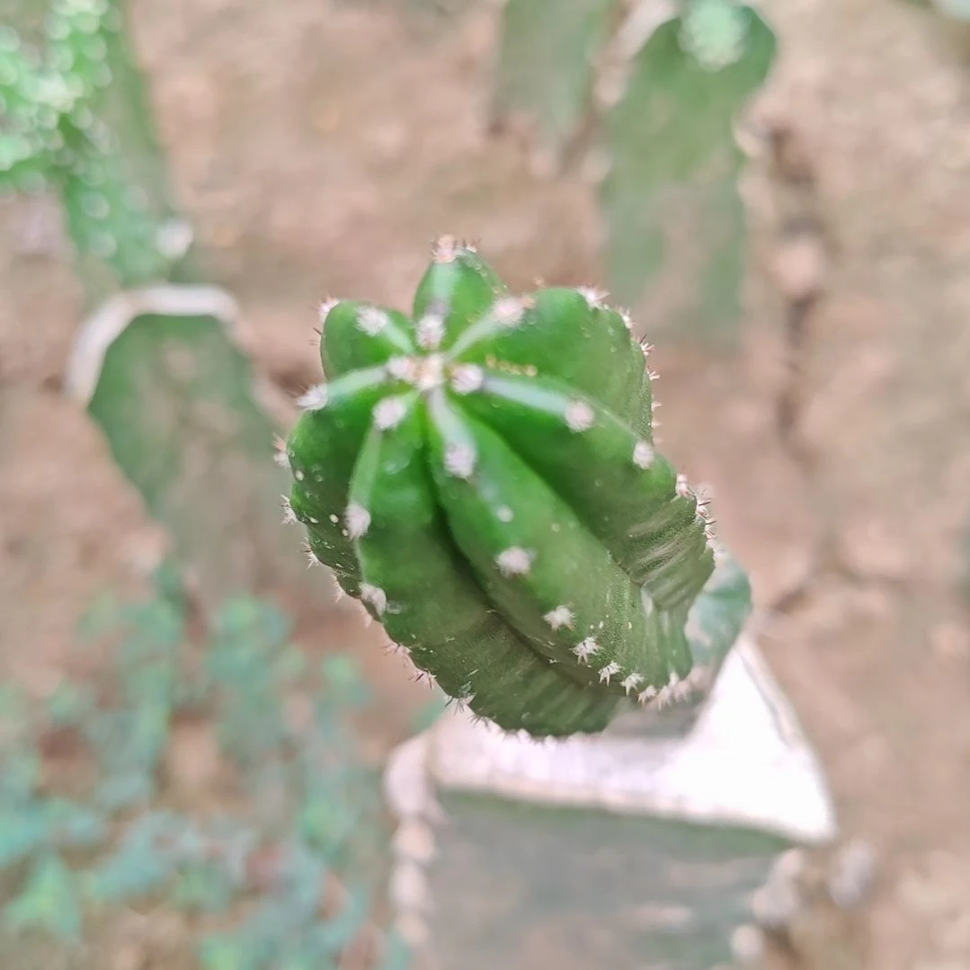 明虾仙人球侧芽fu
