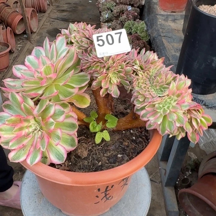 倾城法师锦缀化507