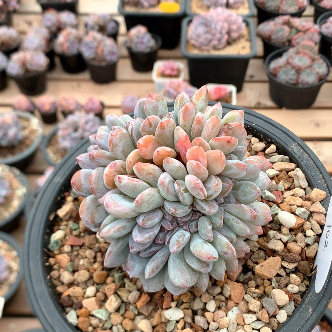 9厘米石榴籽缀 102