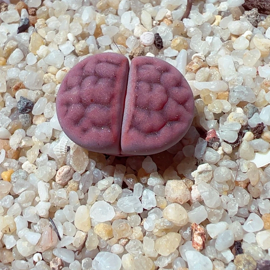 1116-103多肉多肉阿克玫瑰