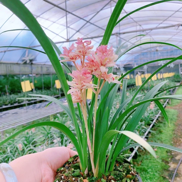 建兰红婵牡丹兰花苗带花苞浓香型室内花卉盆栽好养易活