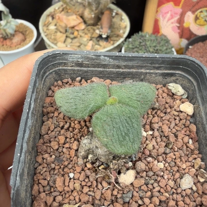 薛辉圣塔（不包掉叶）（满28包邮）