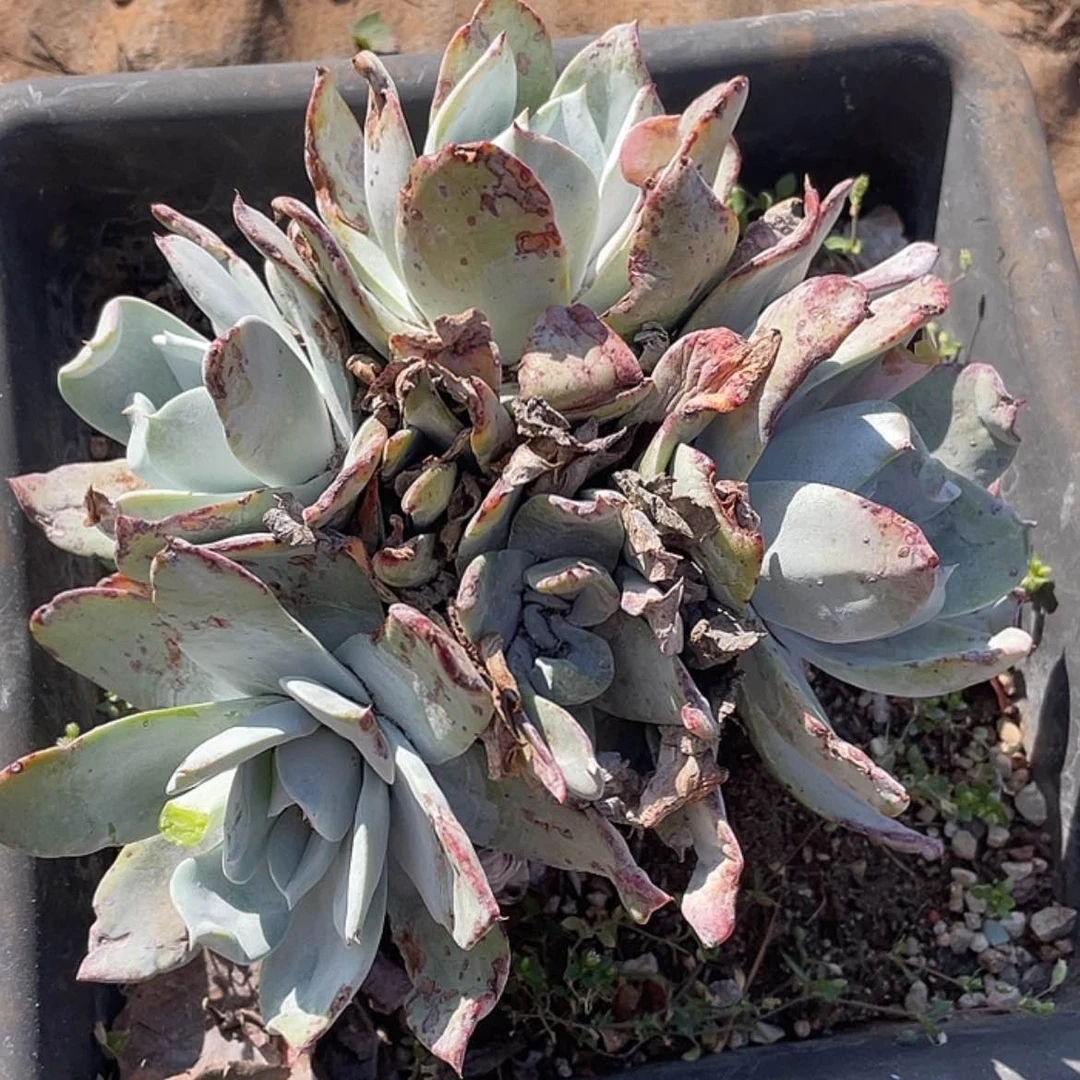 【闪购商品】浦西飞克