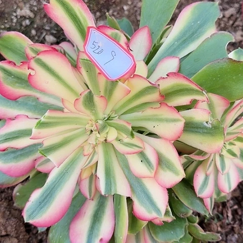 多肉植物香妃520号