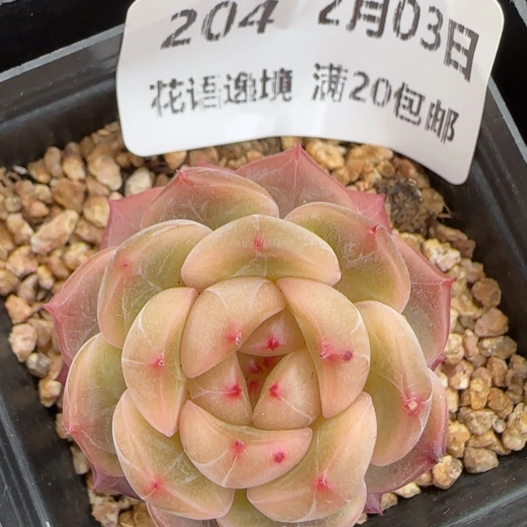 花语逸镜0203-204