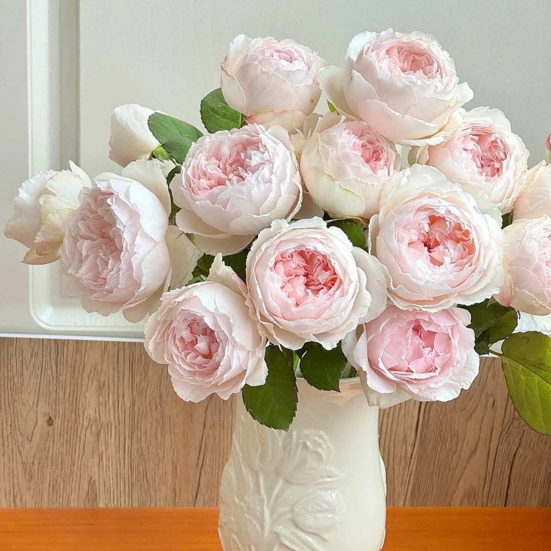 【可爱瓷】稀有玫瑰大气浅粉系玫瑰 品质鲜花顺丰1单包邮