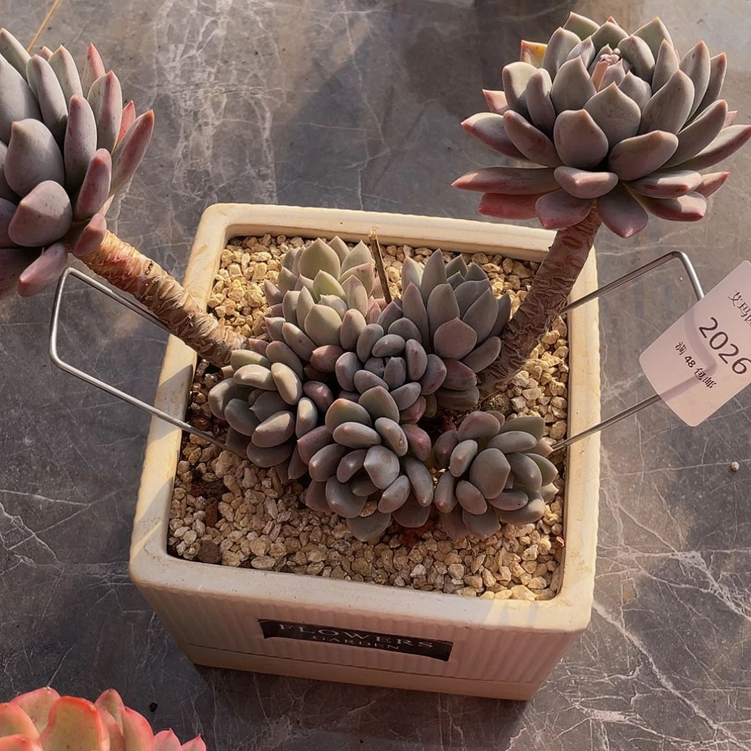 胖美人026 的人多肉多肉