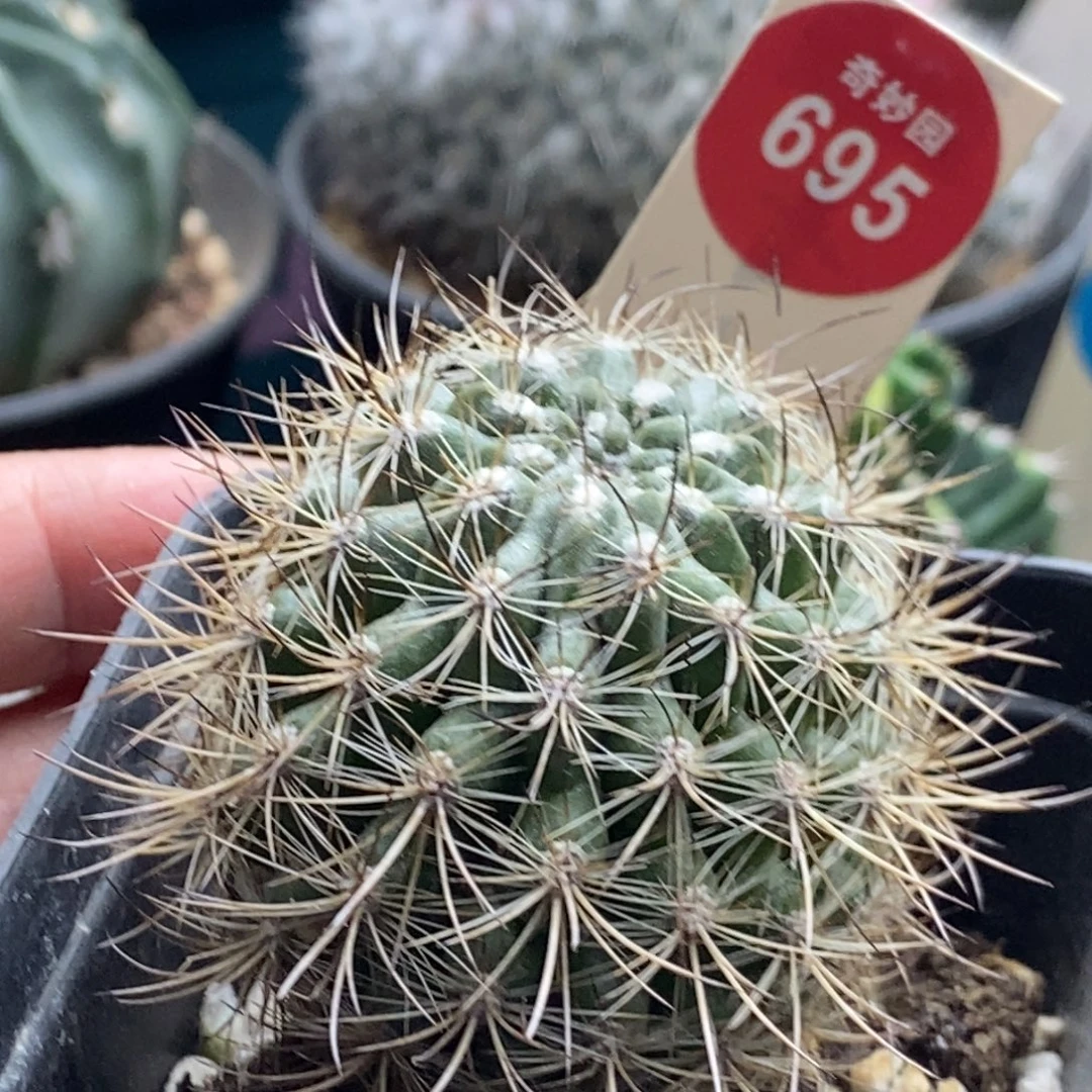 实生黑刺智利球4cm