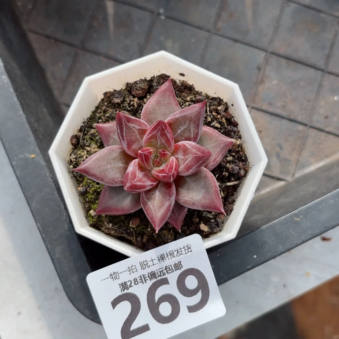 墨韵单头无盆土发货