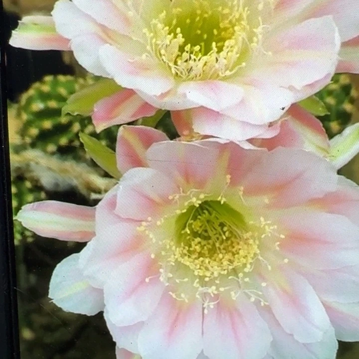 14丽花绿姬歪3公分左右无根侧牙，20包邮