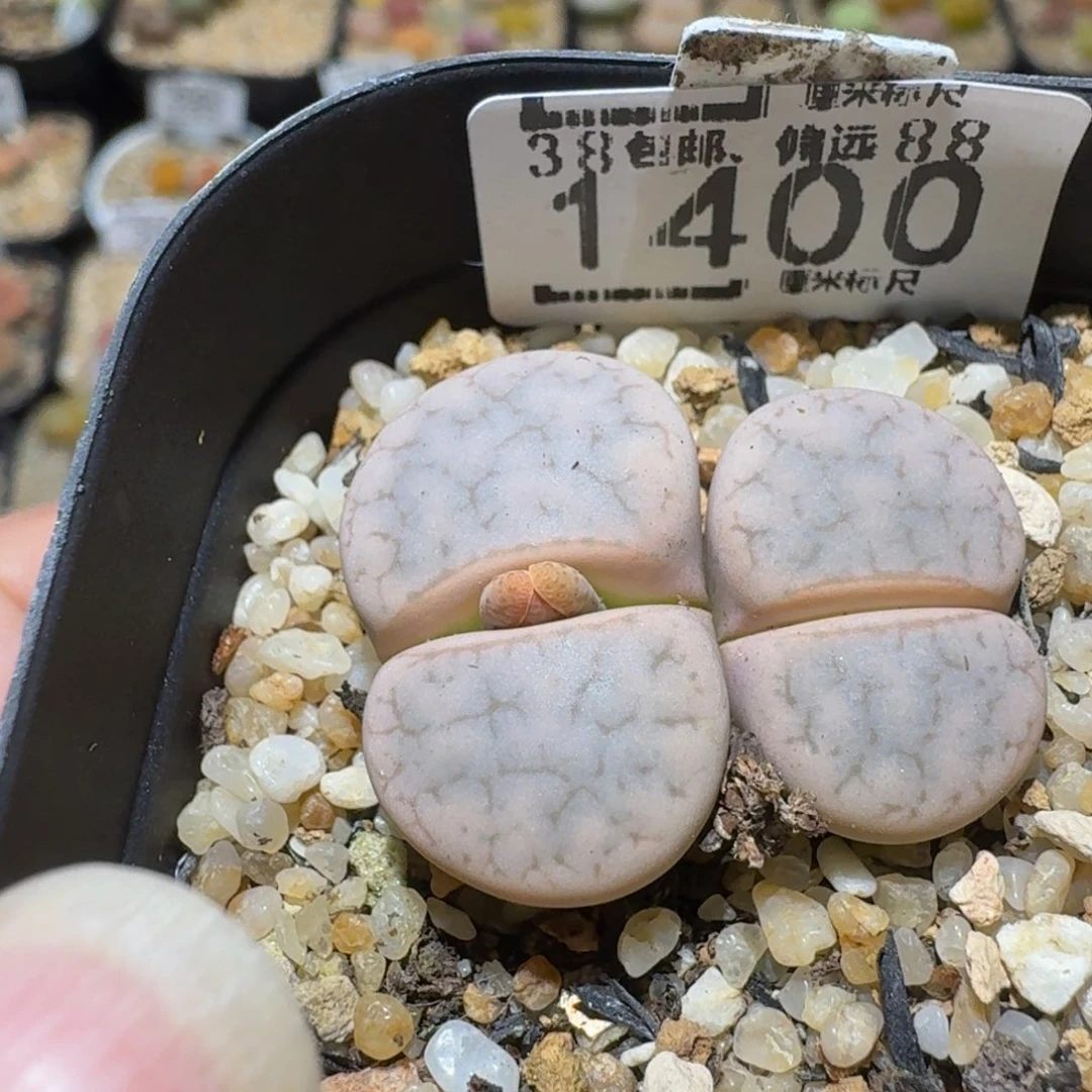 Ssss精品生石花1400