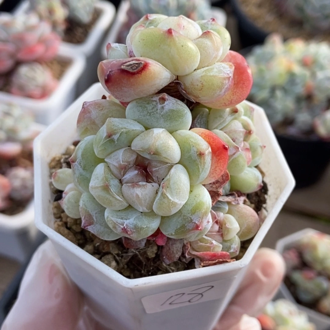 琥珀冰玉胖体肥圆