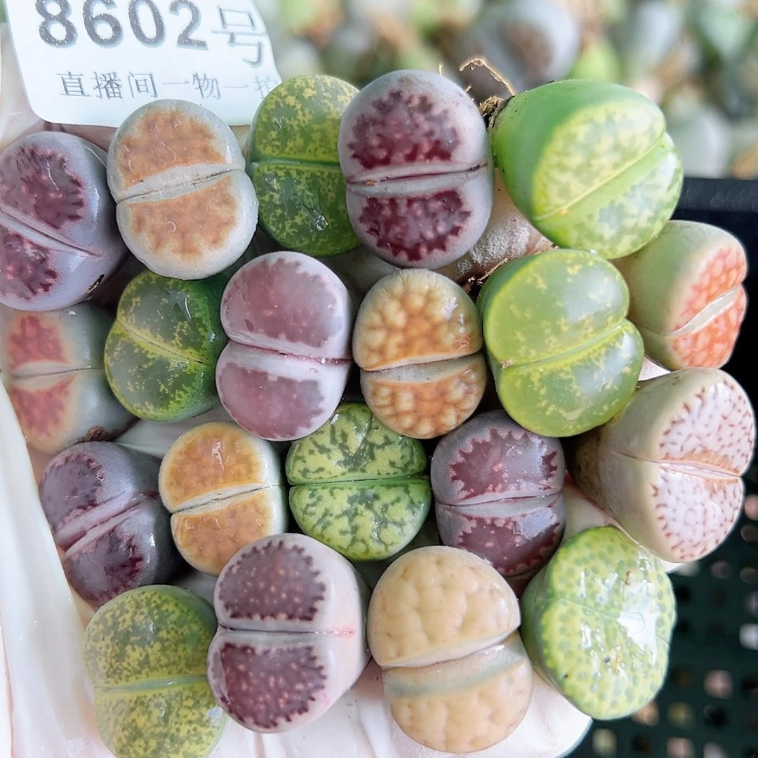 8602 好养易活生石花大母本20个