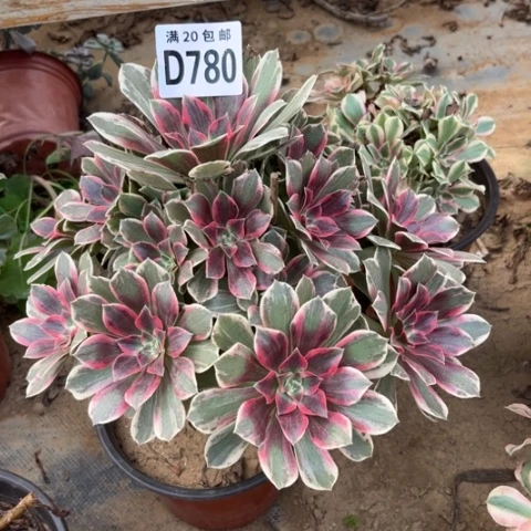 780浣纱不包断枝