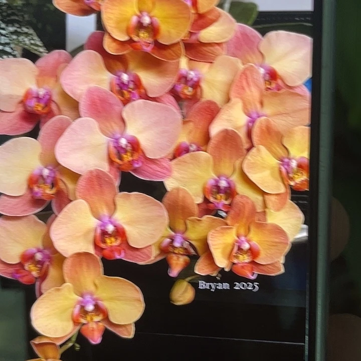 完全开放处理落日宝珠2.8寸根少不售后凑单款