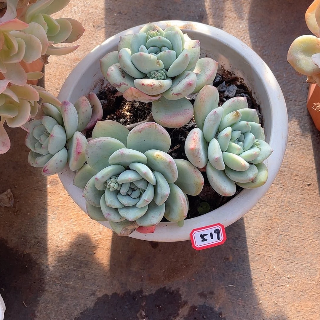 519皖苏 一物一拍多肉