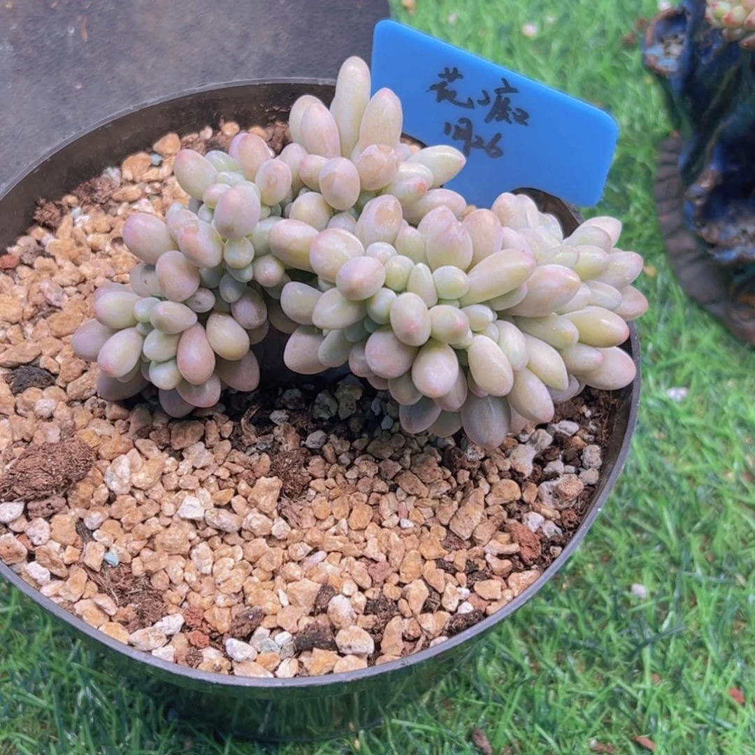 一物一拍链接，花痴，汤圆缀
