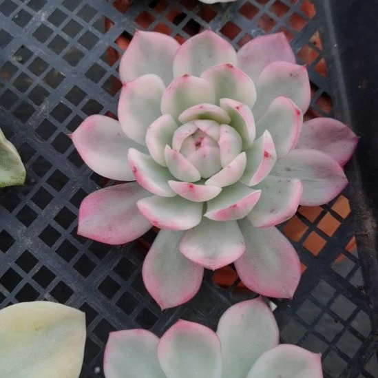 粉水晶白覆轮锦砍头