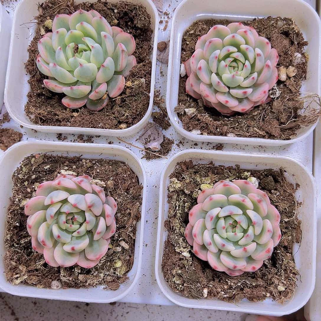 姬莲锦带盆带土19包邮