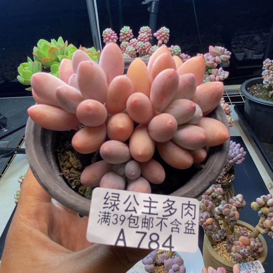 784丸叶汤圆多肉8c m