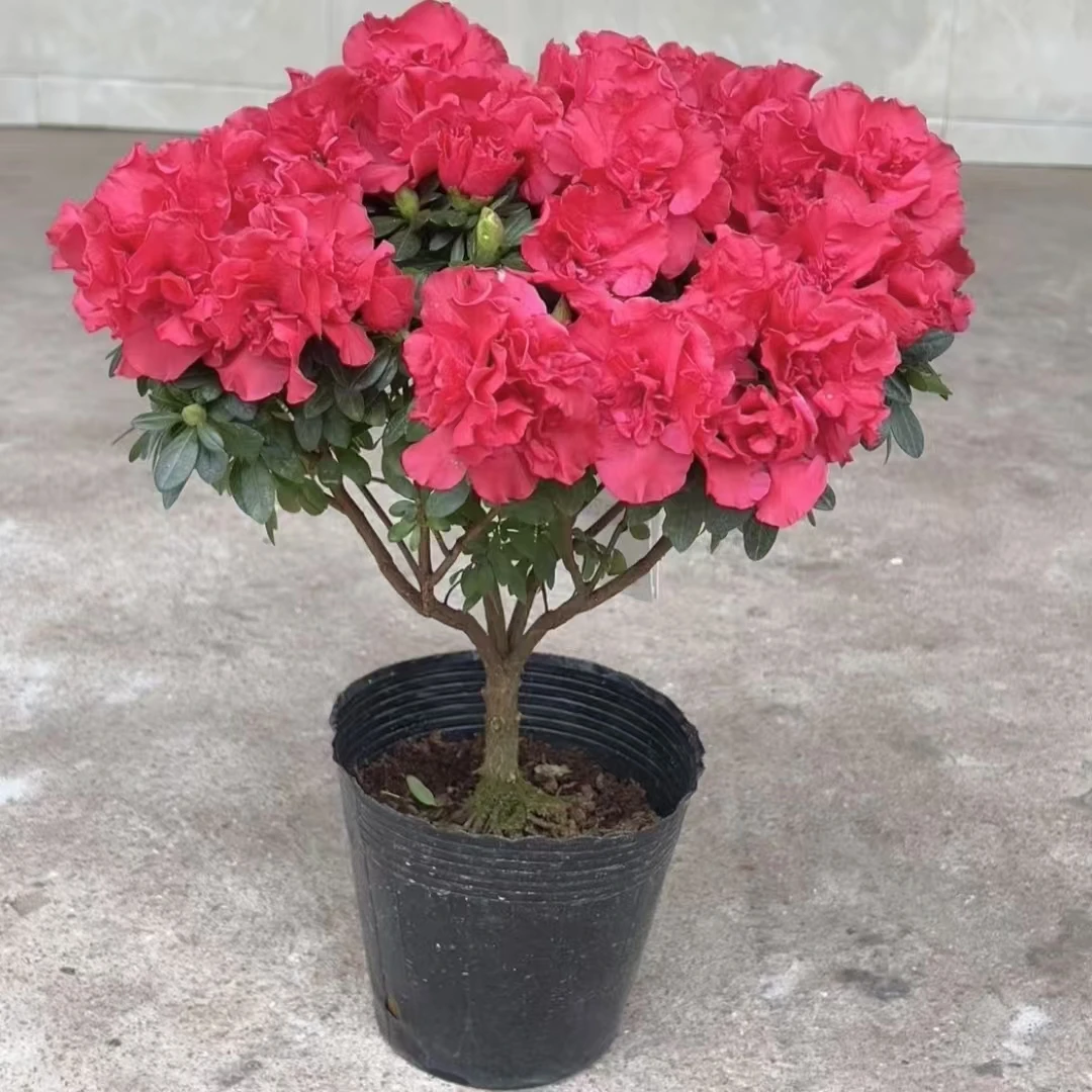 【杜鹃花】盆栽带花苞高度50-60cm发货四季开花苗室内花卉绿植植物