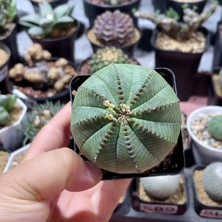 995实生大单头布，