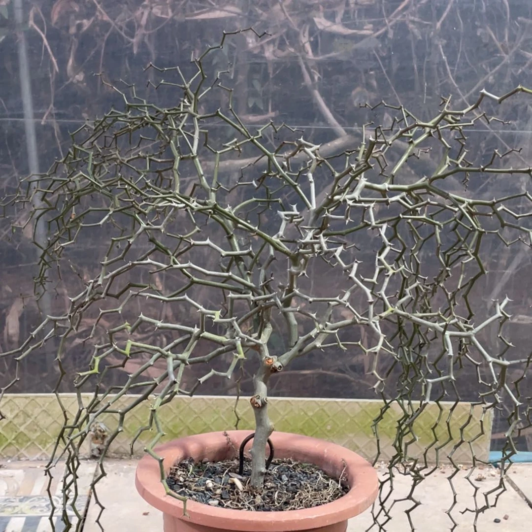 树型，弯曲龙粗1.3公分