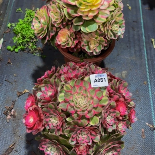 五***璃海神，半糖多肉发师锦051