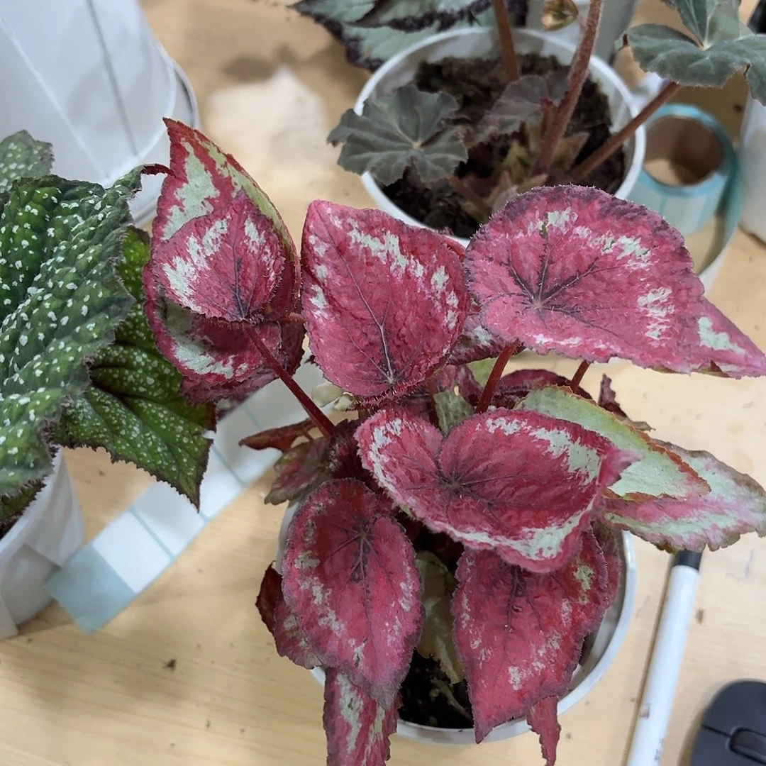 完全开放手鼓秋海棠