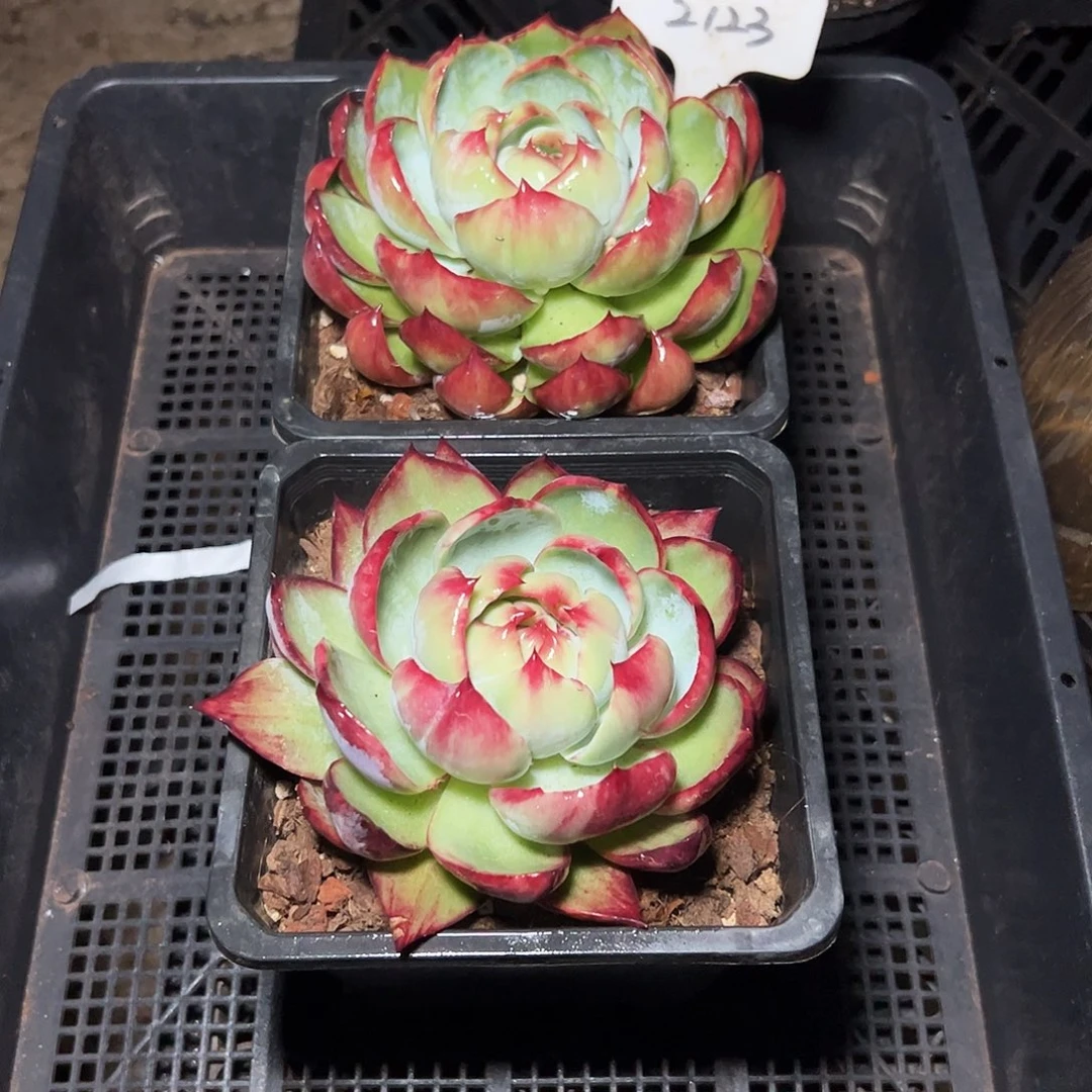 惊鸿仙子两颗2123号