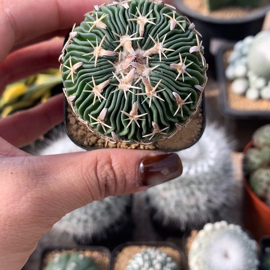 实生根包刺太刀郎