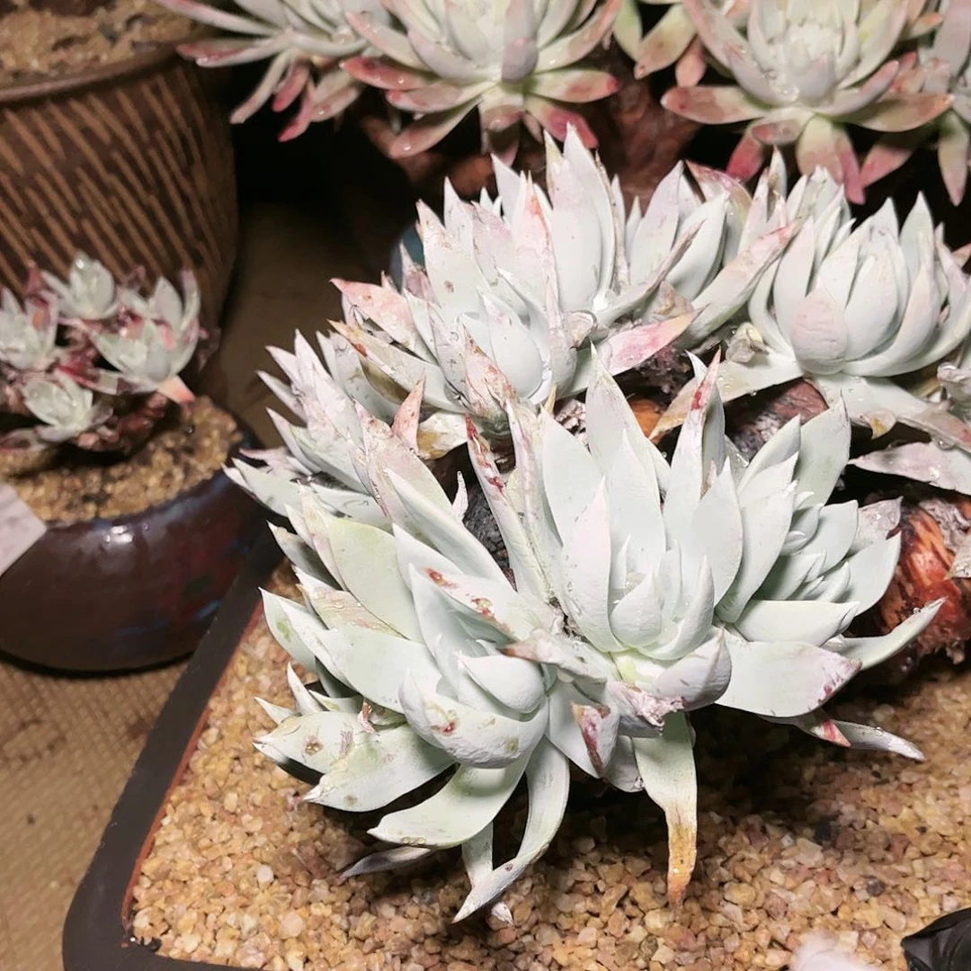 9572苹果雪山多肉