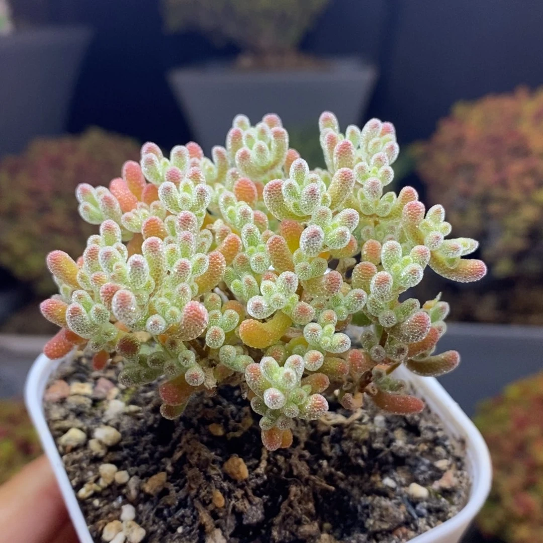 无花朵4号优选冰晶枝干