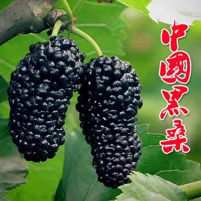 栽南北方当年树苗嫁接苗种植桑葚桑苗地正宗黒结果苗中国果树盆栽