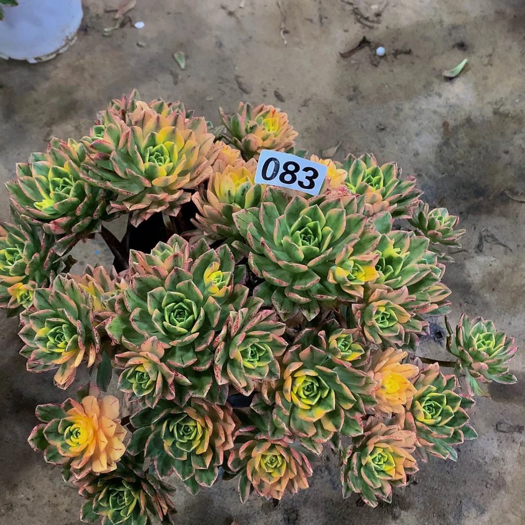 爱****儿多肉甜茶083.0000