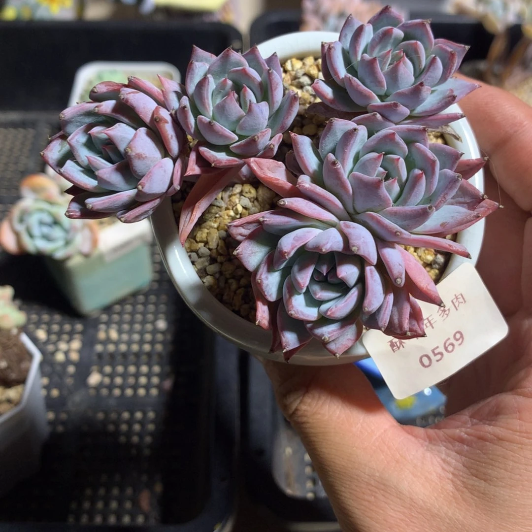 向***葵569粉蓝鸟多肉一颗9厘米