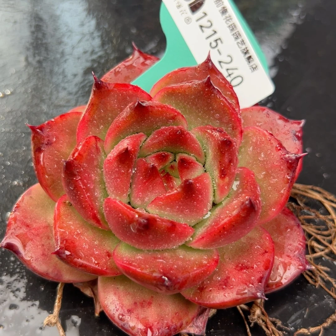 从前慢花园多肉编号1215-240