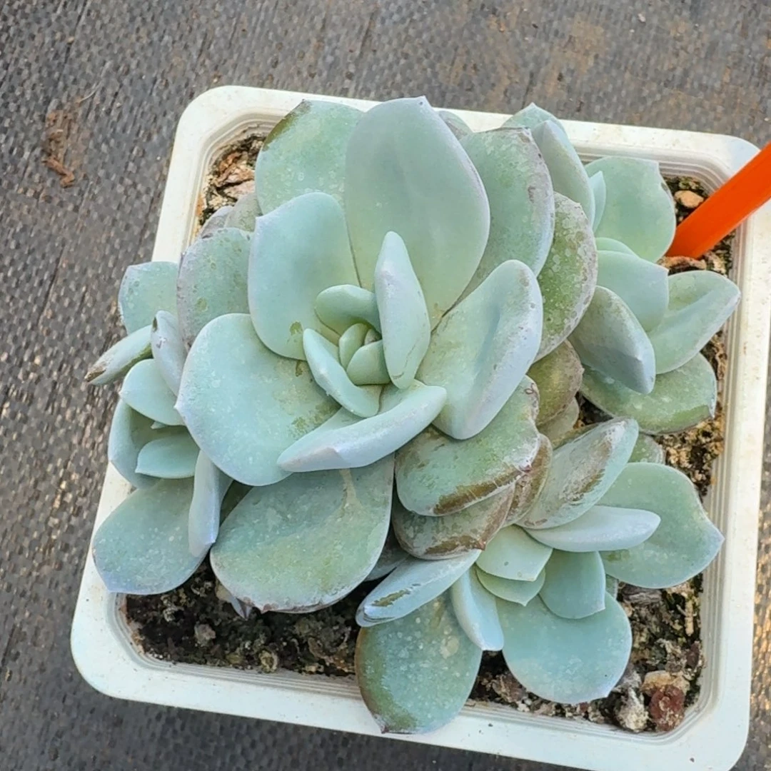 55韩版奶茶4头无砍