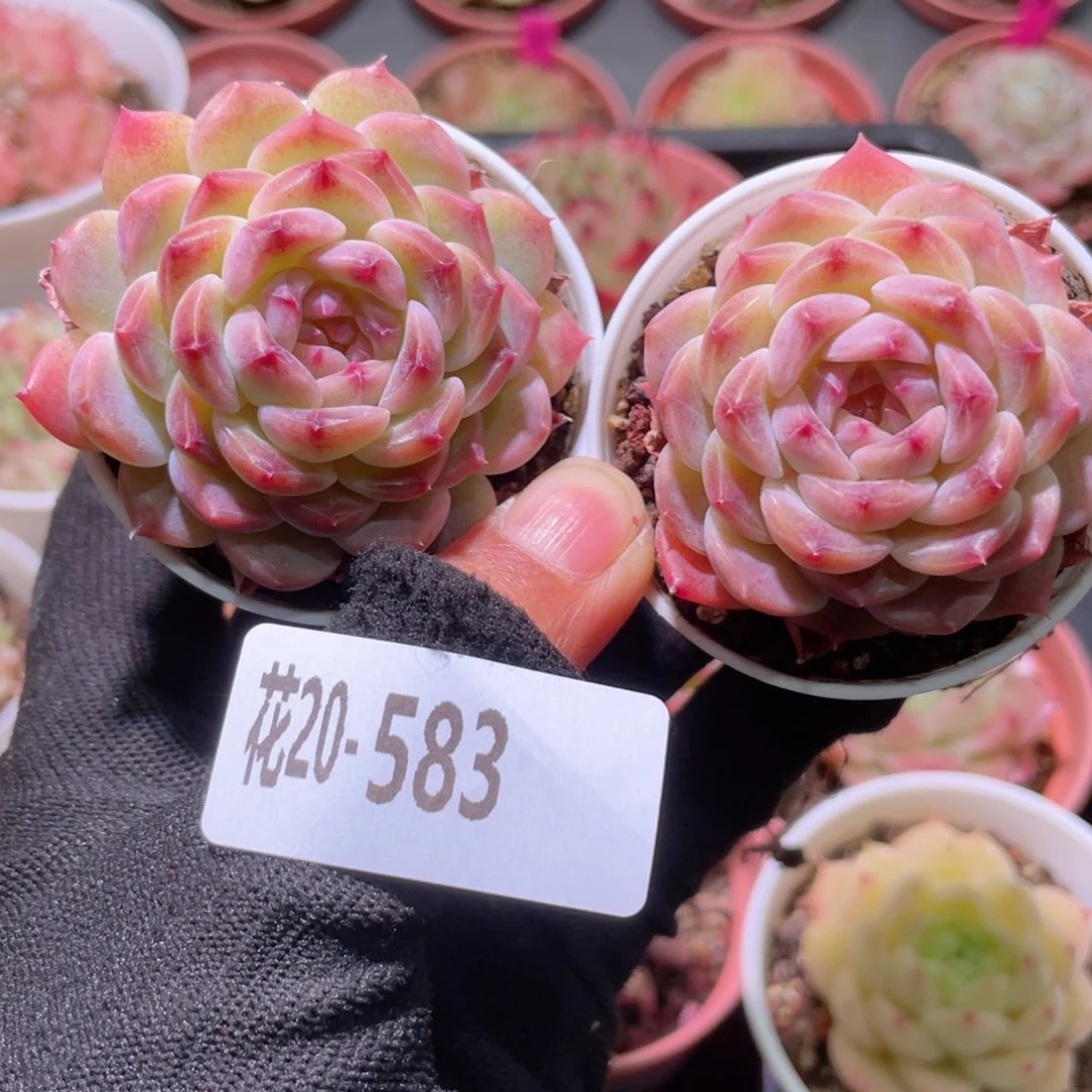 今****.花利美20-583秘境冰魄2颗