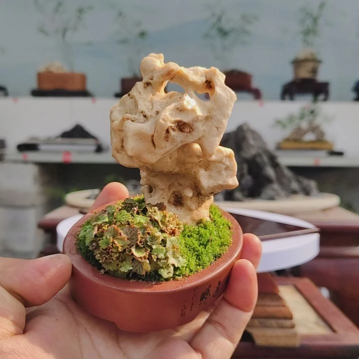 盆景，姬虎耳，太湖石，