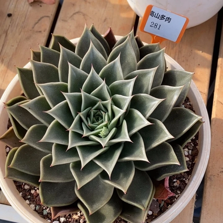 多肉直播福利-原始种281