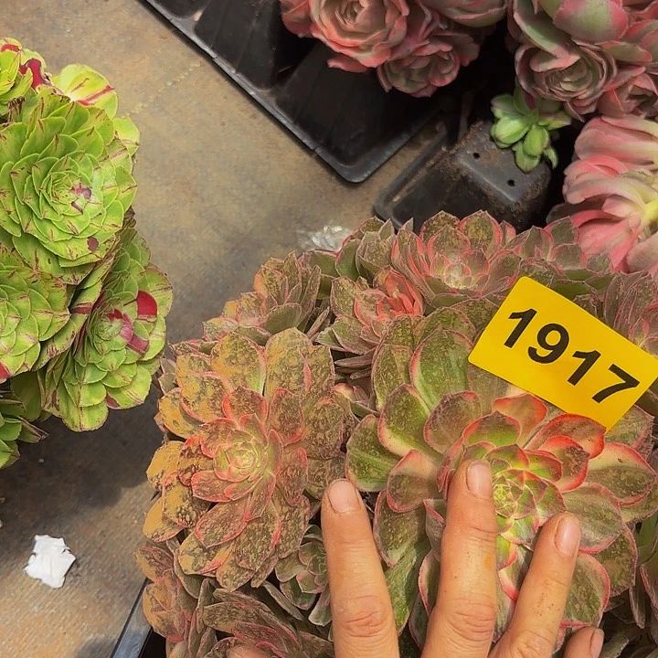 多肉植物福利来1917
