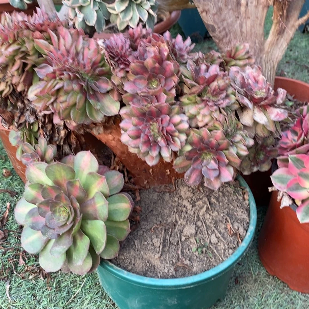 不开花植物351号抹茶缀化1颗多肉