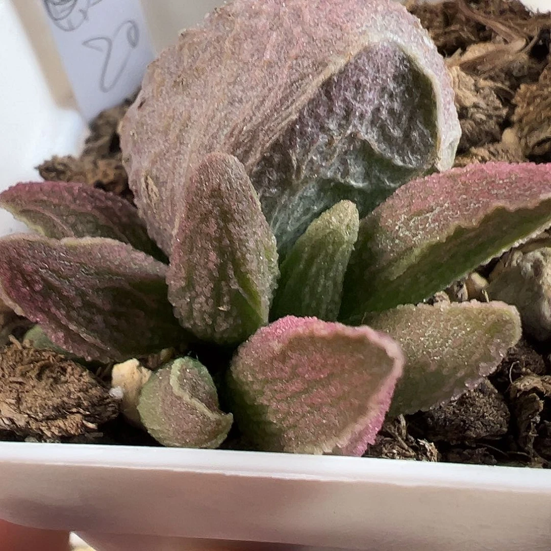 咔***嚓茶 专拍多肉水泡植物实生