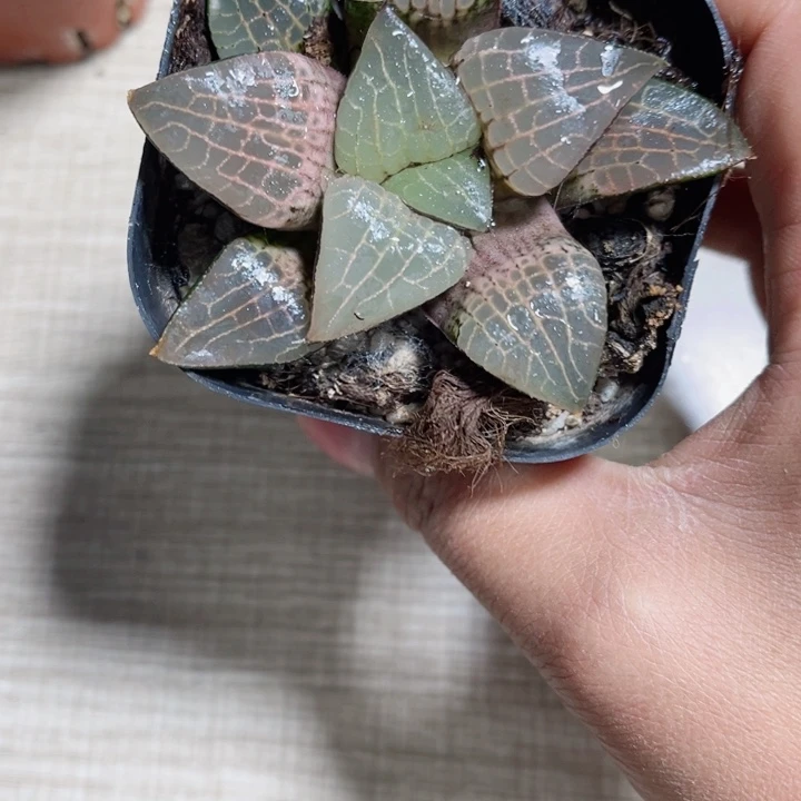 粉玻璃康平多肉植物